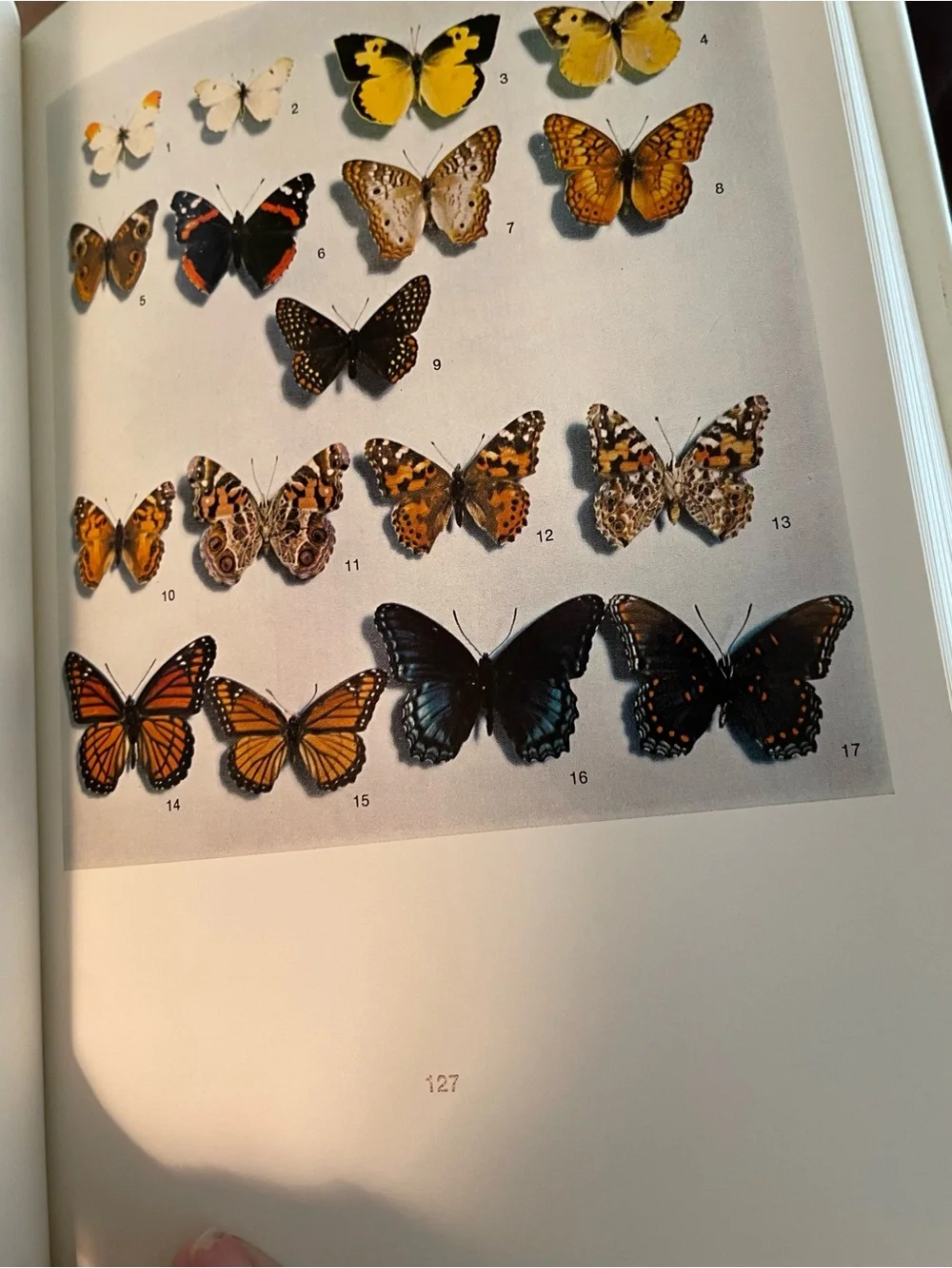 University of Oklahoma Press “butterflies georgia”
